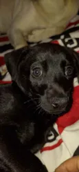 Filhote de Labrador 