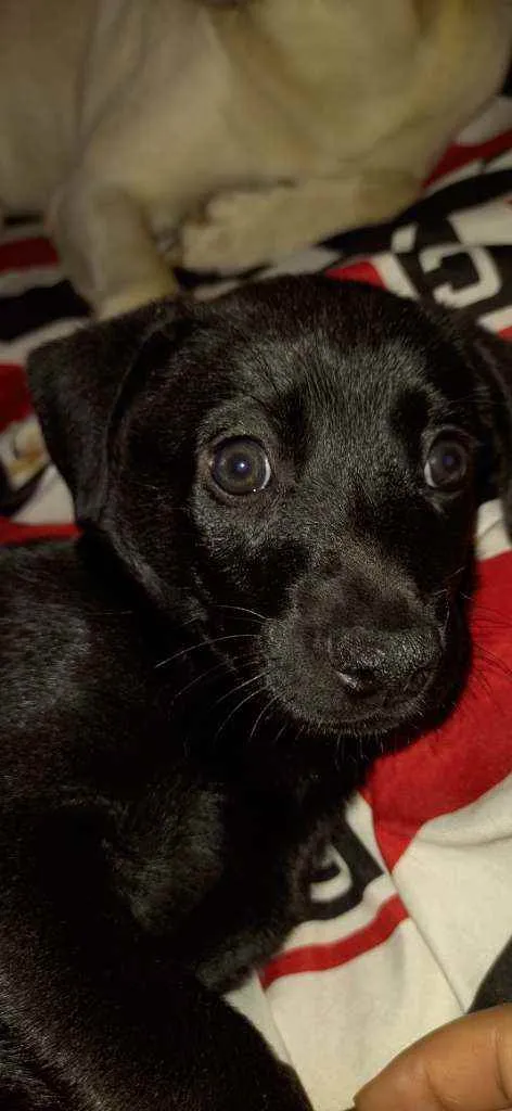 Cachorro ra a Labrador idade 2 a 6 meses nome Filhote de Labrador 