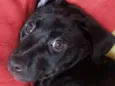 Filhote de Labrador 