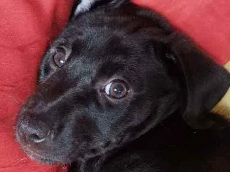 Cachorro ra a Labrador idade 2 a 6 meses nome Filhote de Labrador 