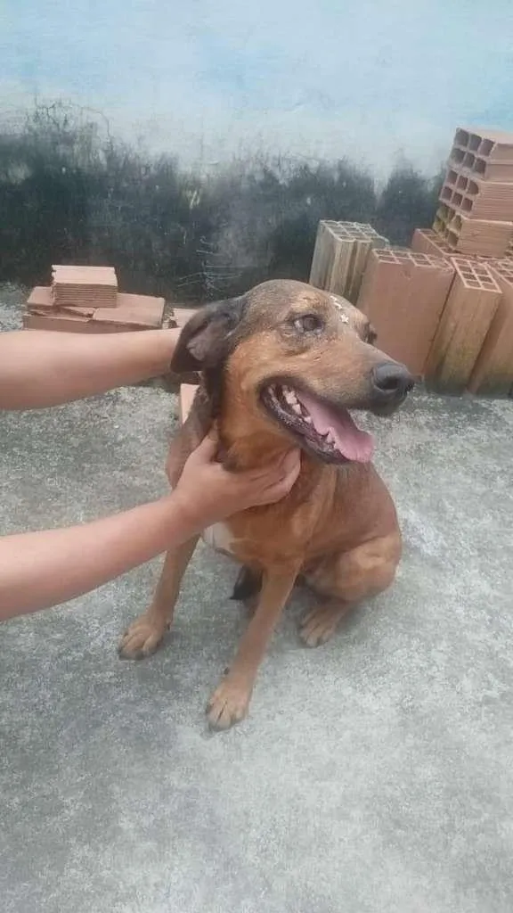 Cachorro ra a SRD-ViraLata idade 5 anos nome Café e Miss