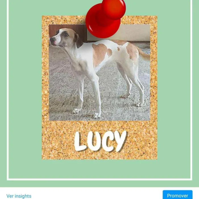 Cachorro ra a SRD-ViraLata idade 2 anos nome Lucy