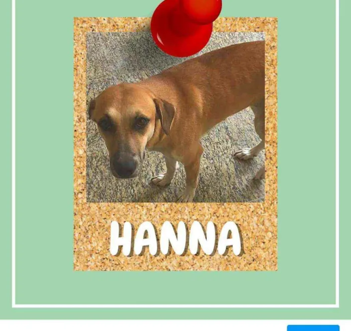 Cachorro ra a SRD-ViraLata idade 2 anos nome Hanna