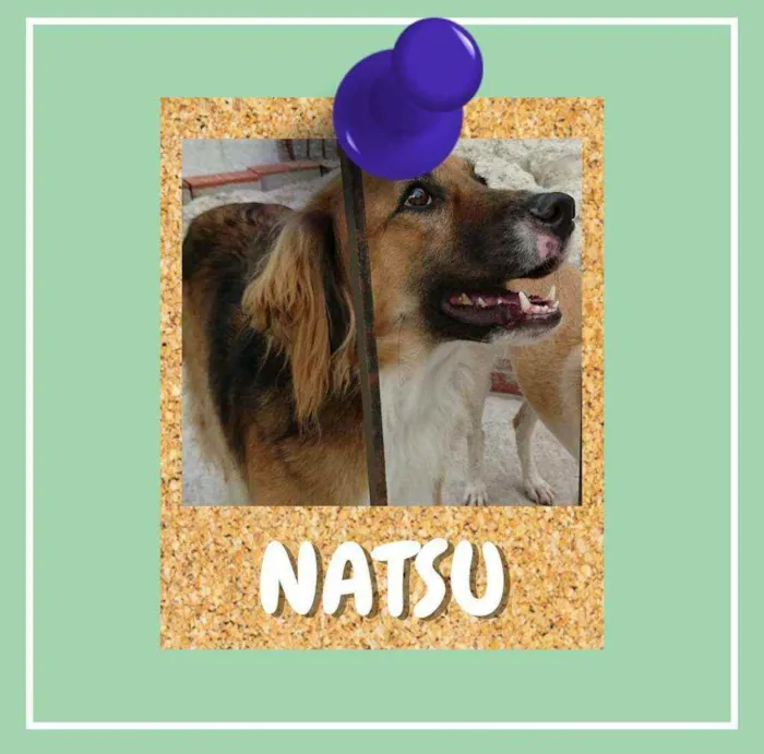 Cachorro ra a SRD-ViraLata idade 2 anos nome Natsu