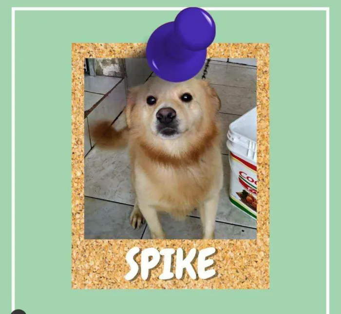 Cachorro ra a SRD-ViraLata idade 3 anos nome Spike