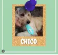 Chico
