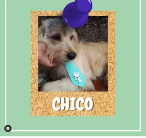 Cachorro raça SRD-ViraLata idade 1 ano nome Chico