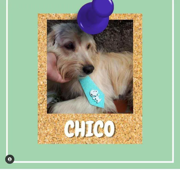 Cachorro ra a SRD-ViraLata idade 1 ano nome Chico