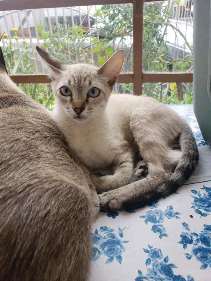 Gato raça SRD idade 2 a 6 meses nome John