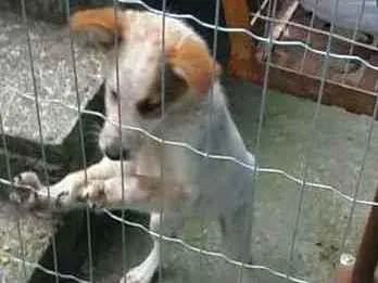 Cachorro ra a Vira lata idade 2 a 6 meses nome Branquinho