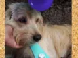 Chico