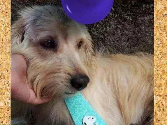 Cachorro ra a SRD-ViraLata idade 1 ano nome Chico