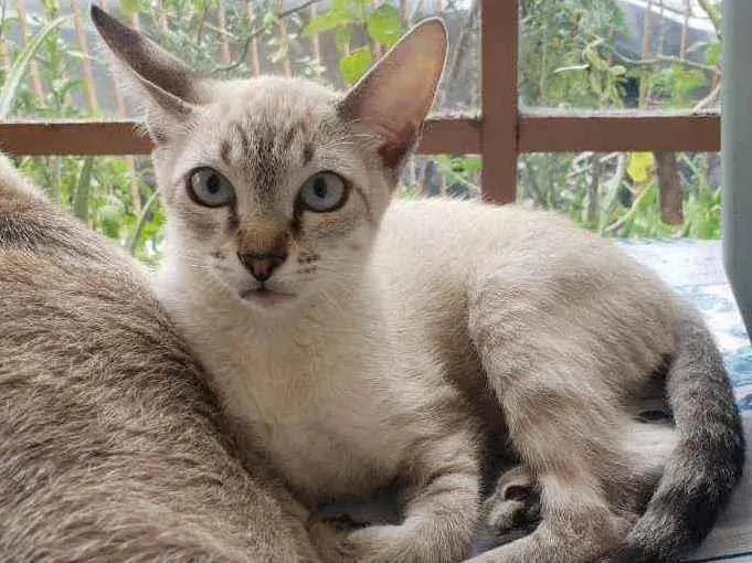 Gato raça SRD idade 2 a 6 meses nome John