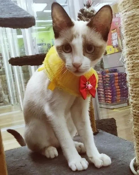 Gato raça SRD-ViraLata idade 2 a 6 meses nome JANETE MIX