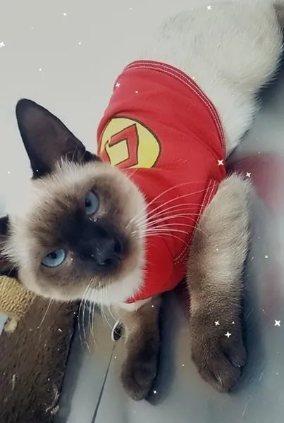 Gato raça Siamês idade 2 a 6 meses nome ENZO SIAMÊS