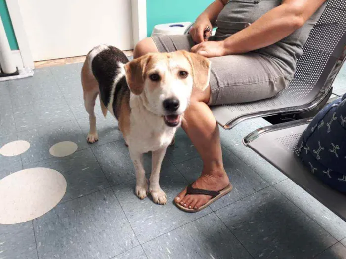 Cachorro raça SRD idade 1 ano nome Olívia