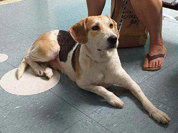 Cachorro raça SRD idade 1 ano nome Olívia