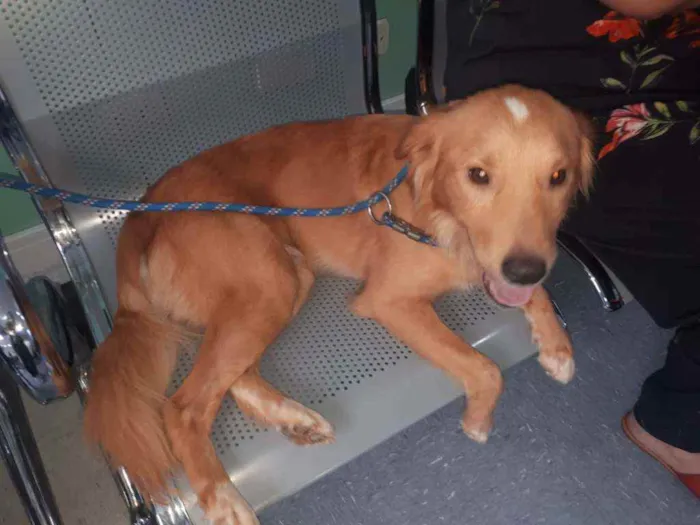 Cachorro raça SRD idade 1 ano nome Bartho