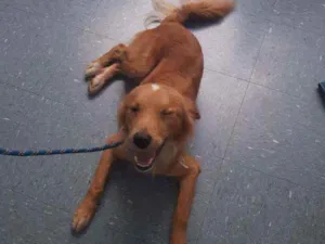 Cachorro raça SRD idade 1 ano nome Bartho
