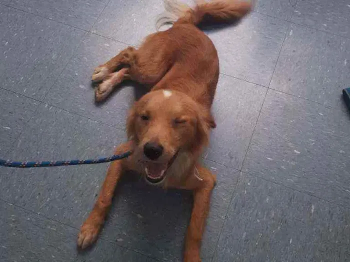 Cachorro raça SRD idade 1 ano nome Bartho