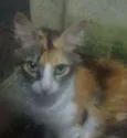 Paloma