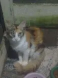 Paloma