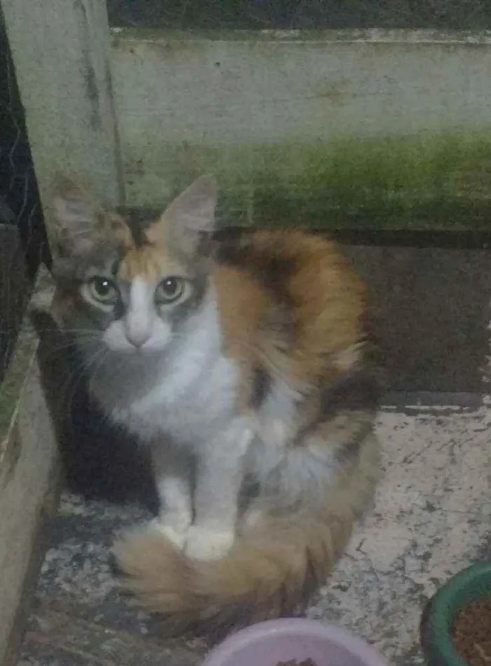 Gato ra a SRD idade 2 a 6 meses nome Paloma