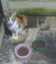 Paloma