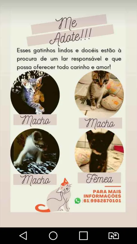 Gato raça Não sei _ mãe apareceu  idade Abaixo de 2 meses nome Todos 
