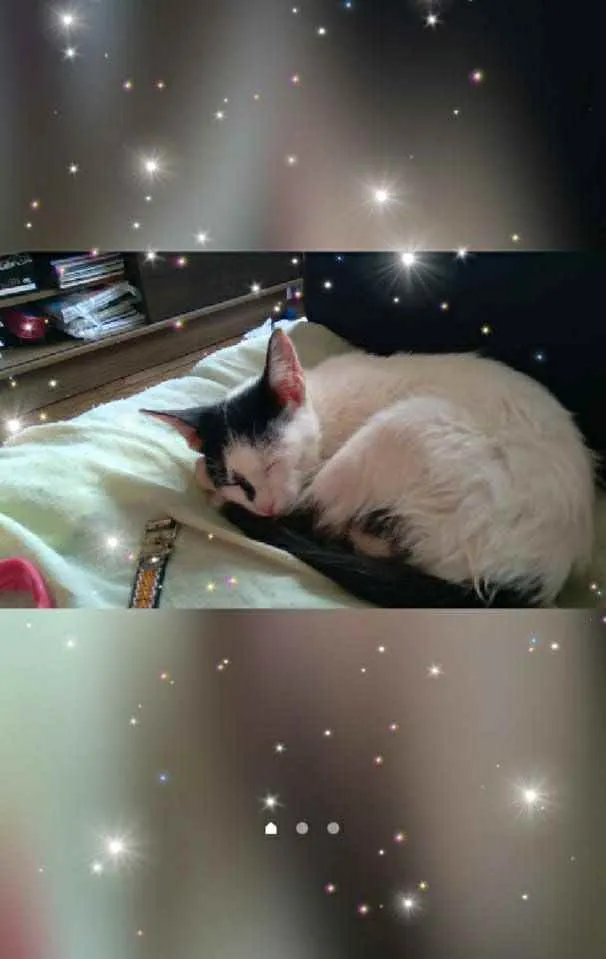 Gato raça Misturado idade 2 a 6 meses nome Mingau