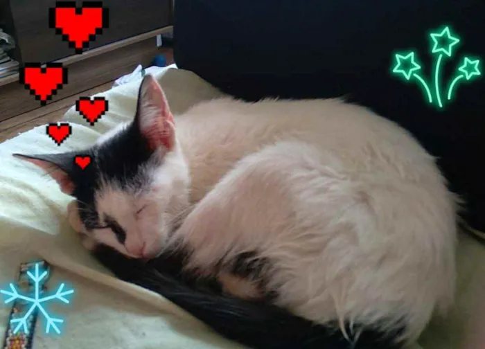 Gato raça Misturado idade 2 a 6 meses nome Mingau