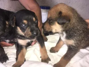 Cachorro raça Mestiço. Pastor Alemão/Fila idade Abaixo de 2 meses nome Filhote