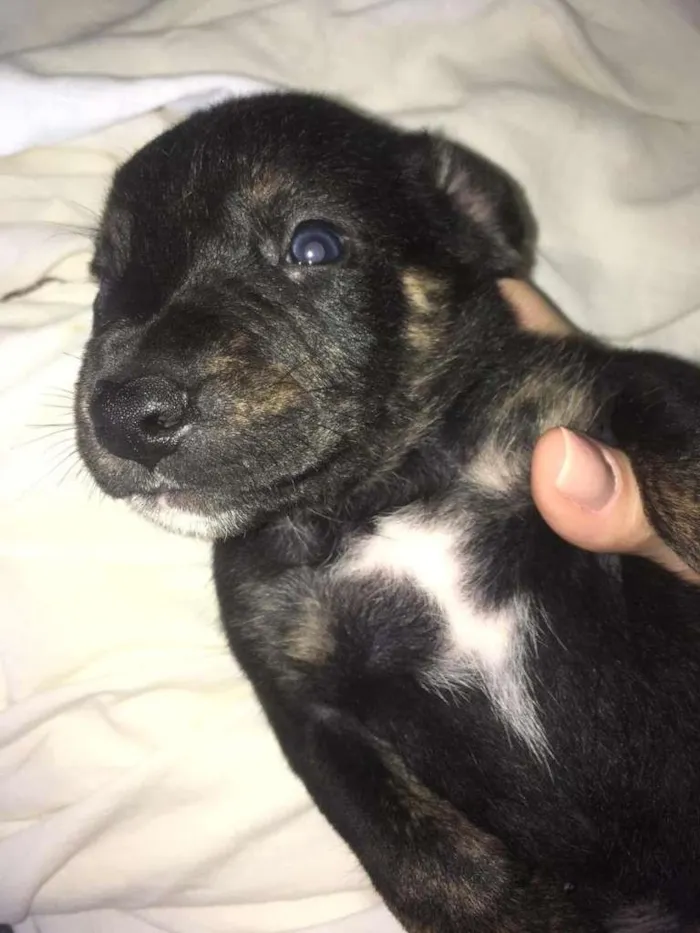 Cachorro ra a Mestiço. Pastor Alemão/Fila idade Abaixo de 2 meses nome Filhote