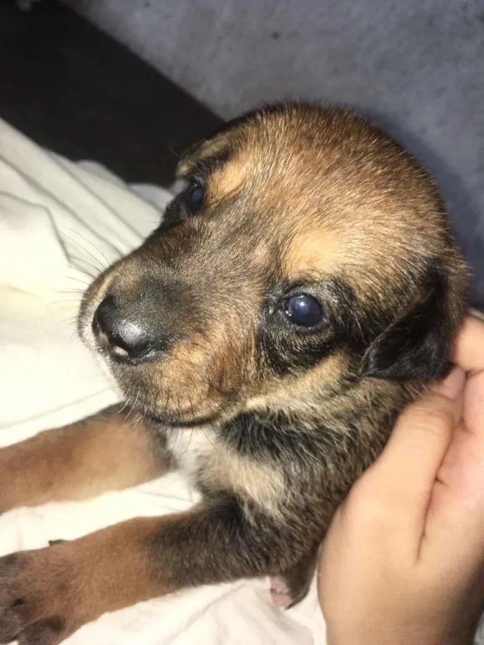Cachorro ra a Mestiço. Pastor Alemão/Fila idade Abaixo de 2 meses nome Filhote