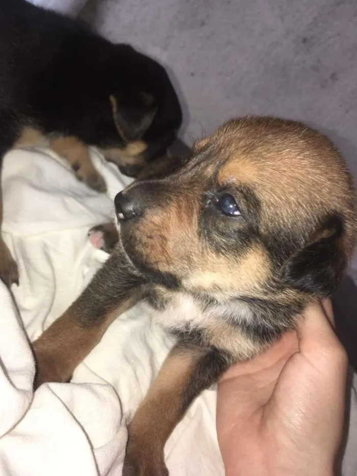 Cachorro ra a Mestiço. Pastor Alemão/Fila idade Abaixo de 2 meses nome Filhote