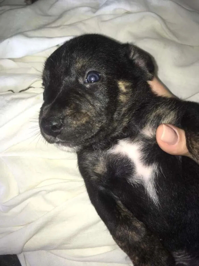 Cachorro ra a Mestiço. Pastor Alemão/Fila idade Abaixo de 2 meses nome Filhote
