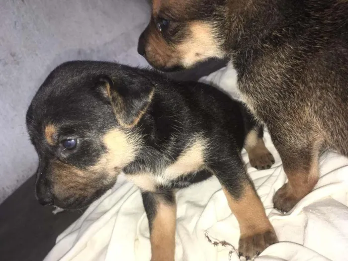 Cachorro ra a Mestiço. Pastor Alemão/Fila idade Abaixo de 2 meses nome Filhote