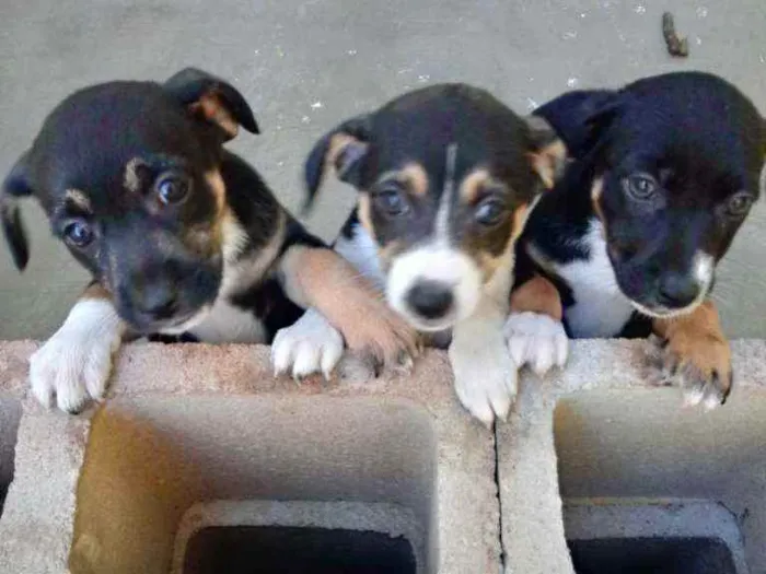 Cachorro ra a Capa preta idade Abaixo de 2 meses nome Filhotes