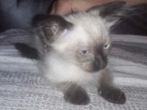 Gato raça Siamês idade 2 a 6 meses nome Little Cat 1