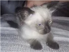 Gato raça Siamês idade 2 a 6 meses nome Little Cat 1