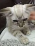 Little Cat2