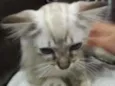Little Cat2