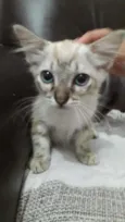 Little Cat2