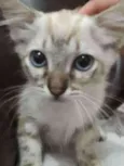 Little Cat2