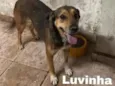 Cachorro raça SRD-ViraLata idade 2 anos nome LUVINHA