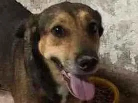 Cachorro raça SRD-ViraLata idade 2 anos nome LUVINHA
