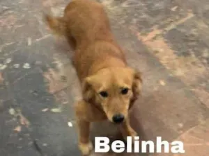 Cachorro raça SRD-ViraLata idade 1 ano nome BELINHA