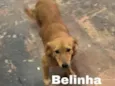 Cachorro raça SRD-ViraLata idade 1 ano nome BELINHA