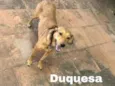 DUQUESA