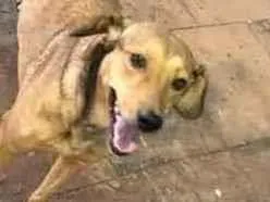Cachorro raça SRD-ViraLata idade 1 ano nome DUQUESA